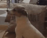 汪星人看恐怖片也会害怕，看到吓人的部分怂成这样了 - Wang Xing people will also be afraid to watch horror films, and see the frightening part of the movie.