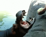 The hippopotamus is eating watermelons like this,河马是这样吃西瓜的