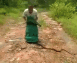 毛骨悚然的玩蛇人，他这一摸我整个人都炸了 - The creepy snake charmer, he hit me all over.