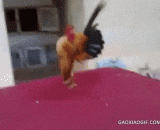 公鸡展示胸肌 - Rooster display chest muscle