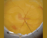 After injecting the yolk with ink, it's amazing,给蛋黄注射墨水之后，好神奇的样子