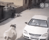 Niu: I'll see how you're tired of it,牛：我就看你烦怎么滴吧