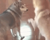 Two force, away from me, Lao Tzu don't know you,二逼，离我远点，老子不认识你