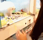 宠物店遇到这样的小家伙，不带它回家都不行咯 - Pet shop is not able to come home without such a kid.