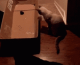 国外网友逗猫新玩法，简直丧病 - Foreign net friends tease cat new play, simply bereavement