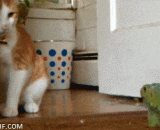 喵星人被变色龙的尾巴给吓呆了 - The meow was frightened by the tail of the chameleon.