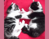 Accidentally bitten kitten, still know to shake hands, too cute.,不小心被咬了的小猫咪，还知道甩手，太可爱了