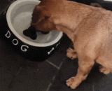 开始怀疑狗生... - Start to doubt the dog.