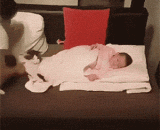 I'm going to sleep with the little shovel officer!,朕就是要和小铲屎官一起睡！