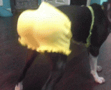 逗比主银你够了 - You're more than the main silver