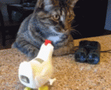 这喂食器简直了，还有没有点人性啊 - This feeder is simply, there's no human nature.