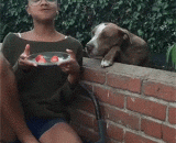 快！给我吃草莓！噫...好难吃！！ - Quick! Eat strawberries for me! It's hard to eat!