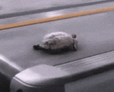 Who says the tortoise is crawling slowly!,谁说乌龟爬得慢的！