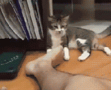 喵星人被主银的脚臭给逼疯了！ - The meow star is driven crazy by the stink of the main silver!