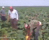 这什么瓜好神奇的样子[2P] - What is this magic look like [2P]