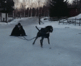 猪一样的体重还让劳资拉.....给我滚！！ - Pig weight also let labor pull... Give me go!