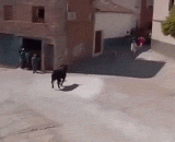 老人跑不掉，被公牛残虐 - The old man can't run away and be ruthless by the bull