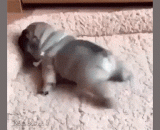 这小懒腰伸的我给满分，太可爱啦！ - This little lazy stretch of my full score, too cute!