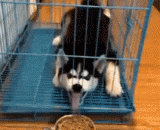 Two Kazakhstan: mud may not believe that, for such a dog food, I have surpassed myself.,二哈：泥们可能不信，为了这么点狗粮，我已经超越了自我