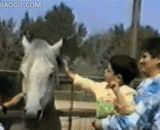 Angry horses... The children you touch are not right,愤怒的马....孩子你的摸的地方不对