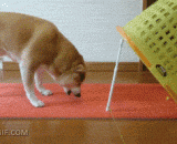 Wit: you want to hold me, you think more, hum,机智汪：想套住我，你想多了，哼