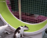 激光笔逗喵星人最好玩了，根本就停不下来啊 - The laser pen is so funny that it can't stop at all.