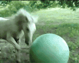 The best explanation for getting out of the horse,立马滚蛋的最佳诠释