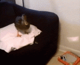 The duck in the other's house,别人家的鸭子