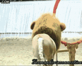 坑爹呢啊！！这个是尼玛的狮子？ - The pit Daddy! This is the lion of Nima?