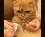 Meow to cut nails,喵喵剪指甲，好乖