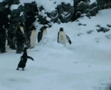 第一次见到雪的南方人VS冷漠的北方人…… - The first southerner to see snow, VS, the cold northern people...