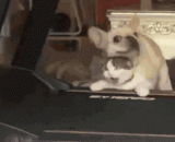 It is said that the heart of the meow is crumbling.,据说，当事喵星人的内心是崩溃的...