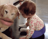 Add a personal mouth to the Wang star, Wang woo! [10P],给汪星人加上个人嘴，汪呜！！[10P]