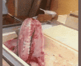 Fish: I think I can save it,鱼：我觉得我还能抢救一下