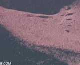 A wonder of the migration of millions of flamingos,百万火烈鸟迁徙奇观