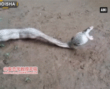 Eating the poisonous snake that has been held up, swallowing 7 eggs and throwing up 6, why?,吃饱了撑得的毒蛇，吞掉了7颗蛋，撑吐了6颗，何必呢？