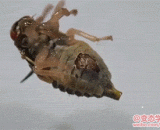 寄生蜂爬出寄主身体啦 - The parasite crawled out of the host's body