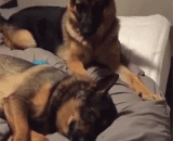 网友的神配图，你是不是外面有狗了[3P] - The God of the Internet, do you have a dog outside, [3P]?