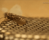 The process of laying eggs is bigger than the belly of the mother.,蜜蜂产卵的过程，生出来都比母体的肚子大