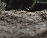 The frog preys on the Scorpion,青蛙捕食蝎子瞬间