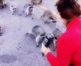 Feeding to a simple face prince, this group of sprouts is always a sneaky look.,给干脆面君喂食，这群萌物总是一副偷偷摸摸的样子