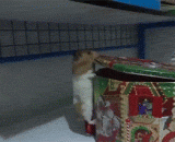 Hamster stole biscuits,仓鼠偷饼干