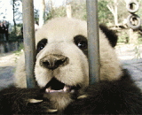 A group of sprout pandas funny GIF picture [12P],一组萌萌哒熊猫搞笑gif图片[12P]
