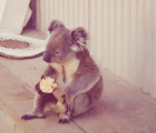 考拉同志....你不要这么爷们的坐姿吃苹果啊[4P] - Comrade koala... You shouldn't eat apples like this, [4P]