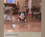 好气呀，这什么破衣服把我脸大腿短的缺点全暴露了！老子不高兴！ - Good breath! What kind of broken clothes expose the shortcoming of my legs? Lao Tzu is not happy!