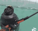 True seals,真●海豹突击队