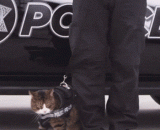 喵了个咪，劳资要不干了！！！ - Meow mew, the labor is not done!!!