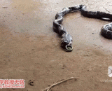 Snake spit snake, big snake can't eat little snake.,蛇吐蛇，大蛇吃不下小蛇，全吐出来了~