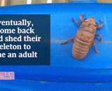 蝉的进化，当蝉蛹达到21级时，就会进化成年蝉，获得新技能