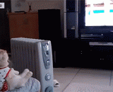 The GIF dynamic pictures of meow stars watching TV are pretty good.,喵星人看电视的gif动态图片 简直要成精了